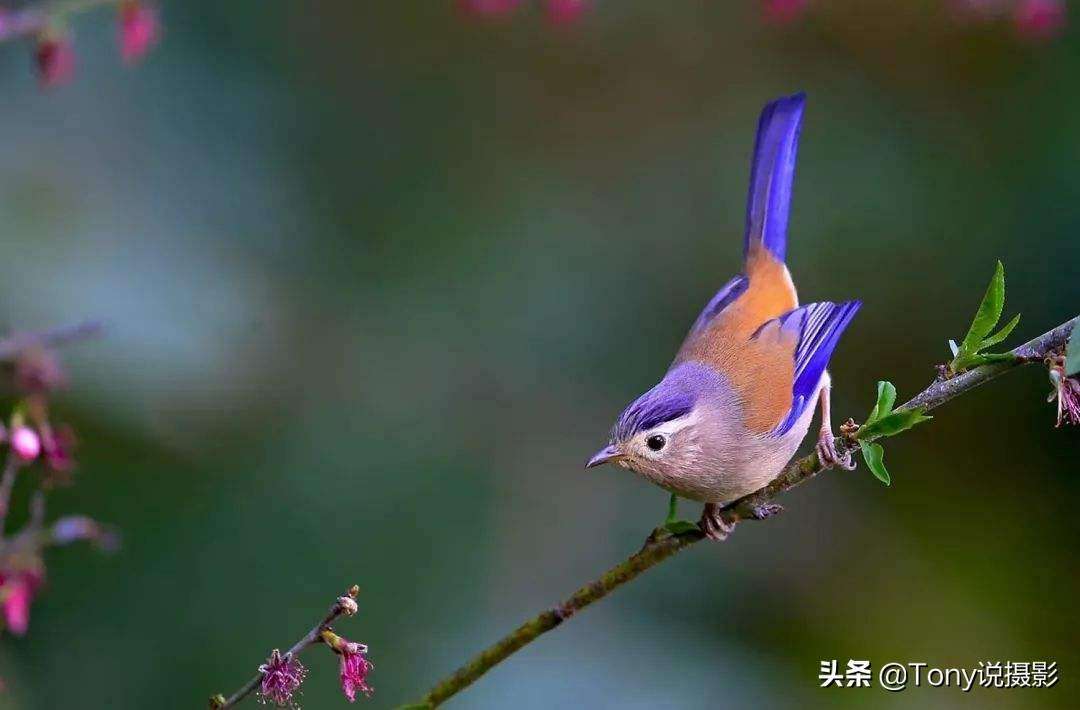 背景虚化是大光圈还是小光圈（一分钟学会背景虚化掌握3个关键就能拍出好照片）