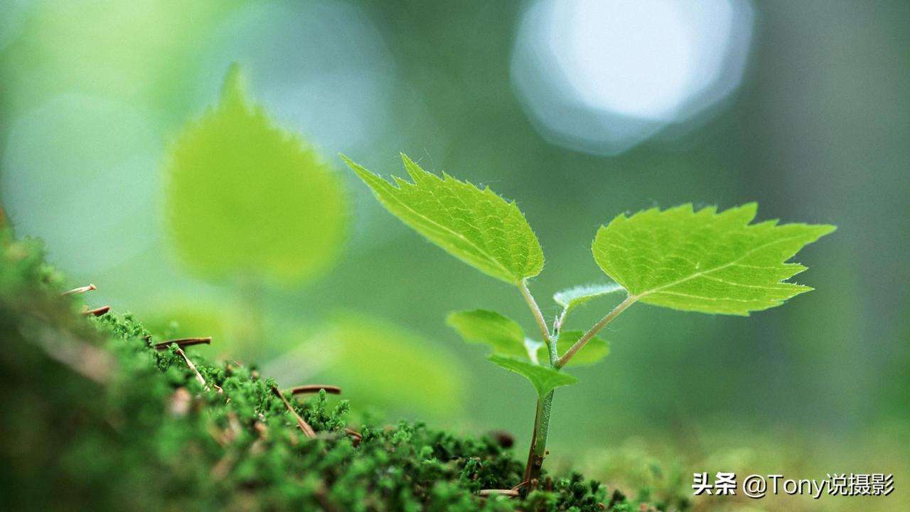 背景虚化是大光圈还是小光圈（一分钟学会背景虚化掌握3个关键就能拍出好照片）