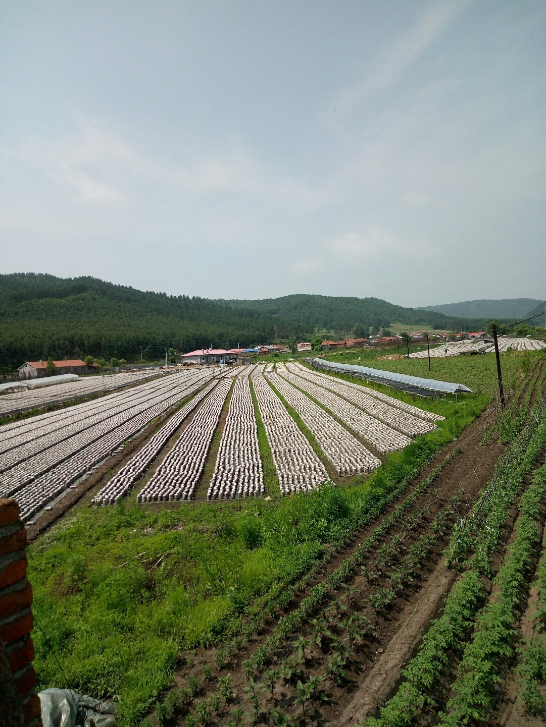 双鸭山林业局七星河金矿天气预报更新通知