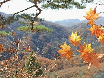 Caoliushequ2016最新地址深度探讨，违法犯罪问题的启示与剖析