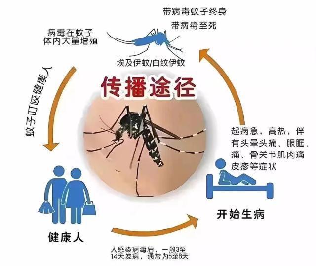 广州登革热最新动态，防控进展与公众应对指南