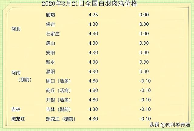 白羽鸡最新价格行情解析