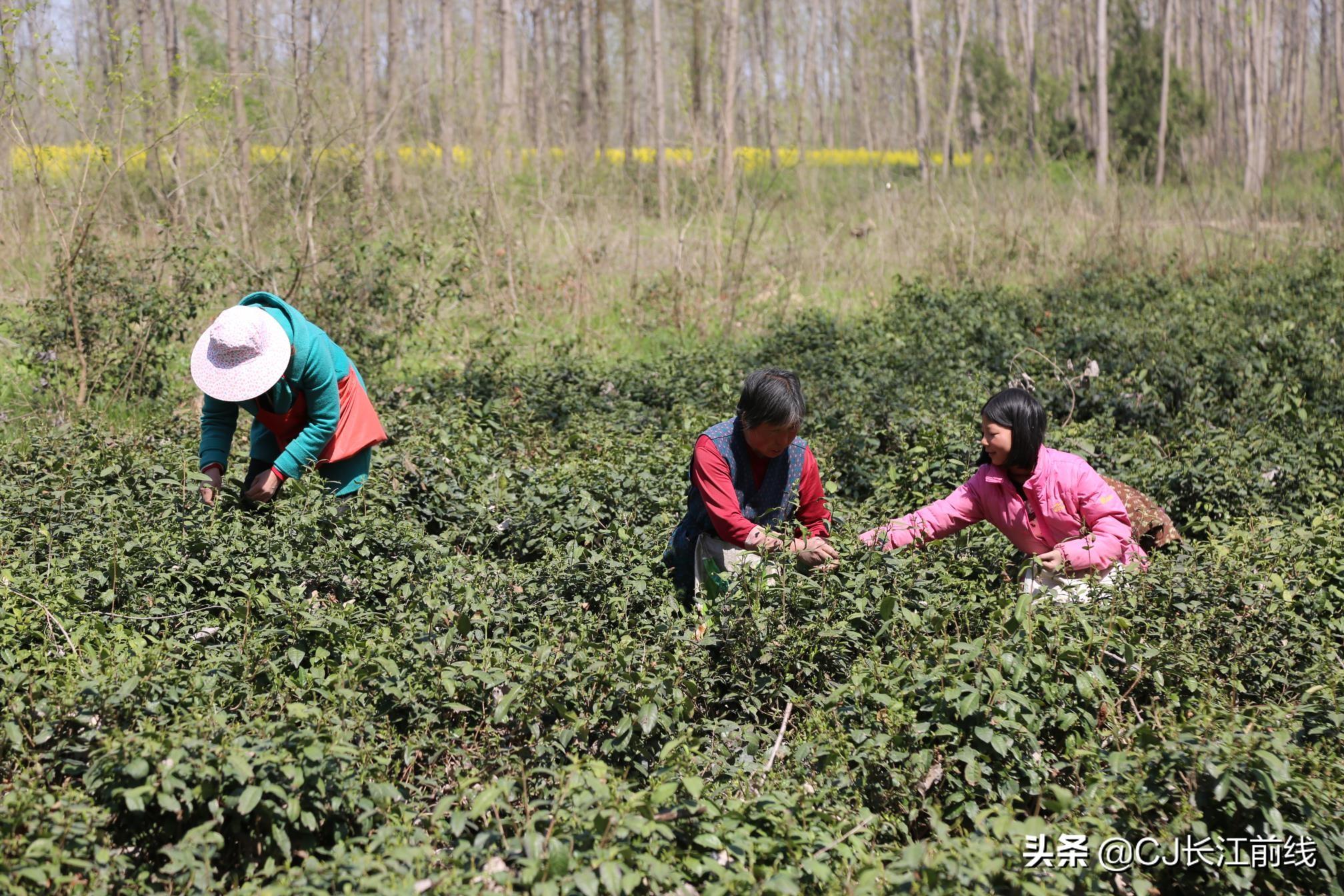 淮滨淮河二桥建设进展顺利，预计按期完工的最新消息