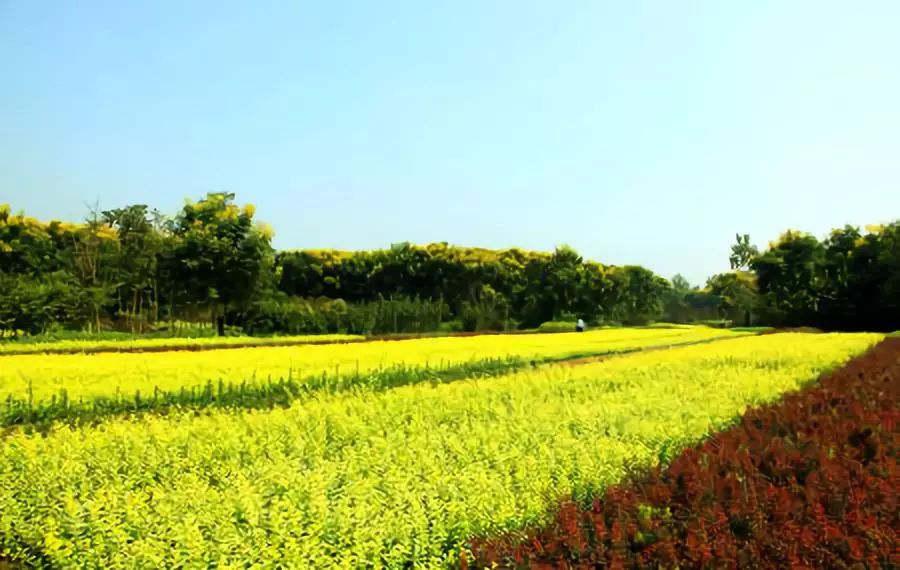 最新土地苗圃补偿标准全面解析